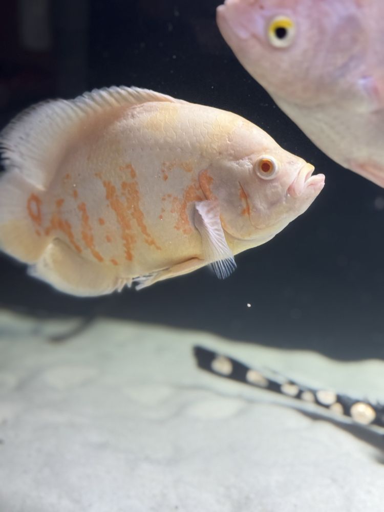 Pawiooka albino 25-27cm