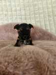 Yorkshire Terrier mini
