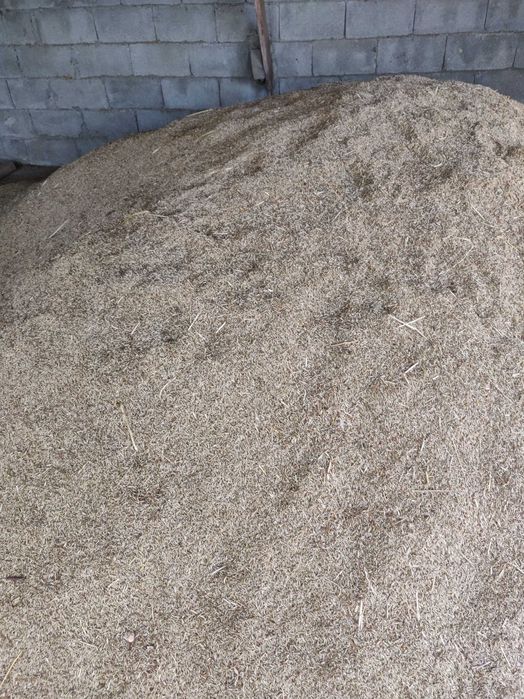 Semente de azevém nacional