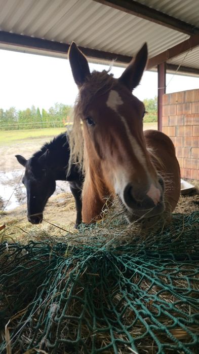 Siano dla KONI i BYDŁAw belach bele  125 CM