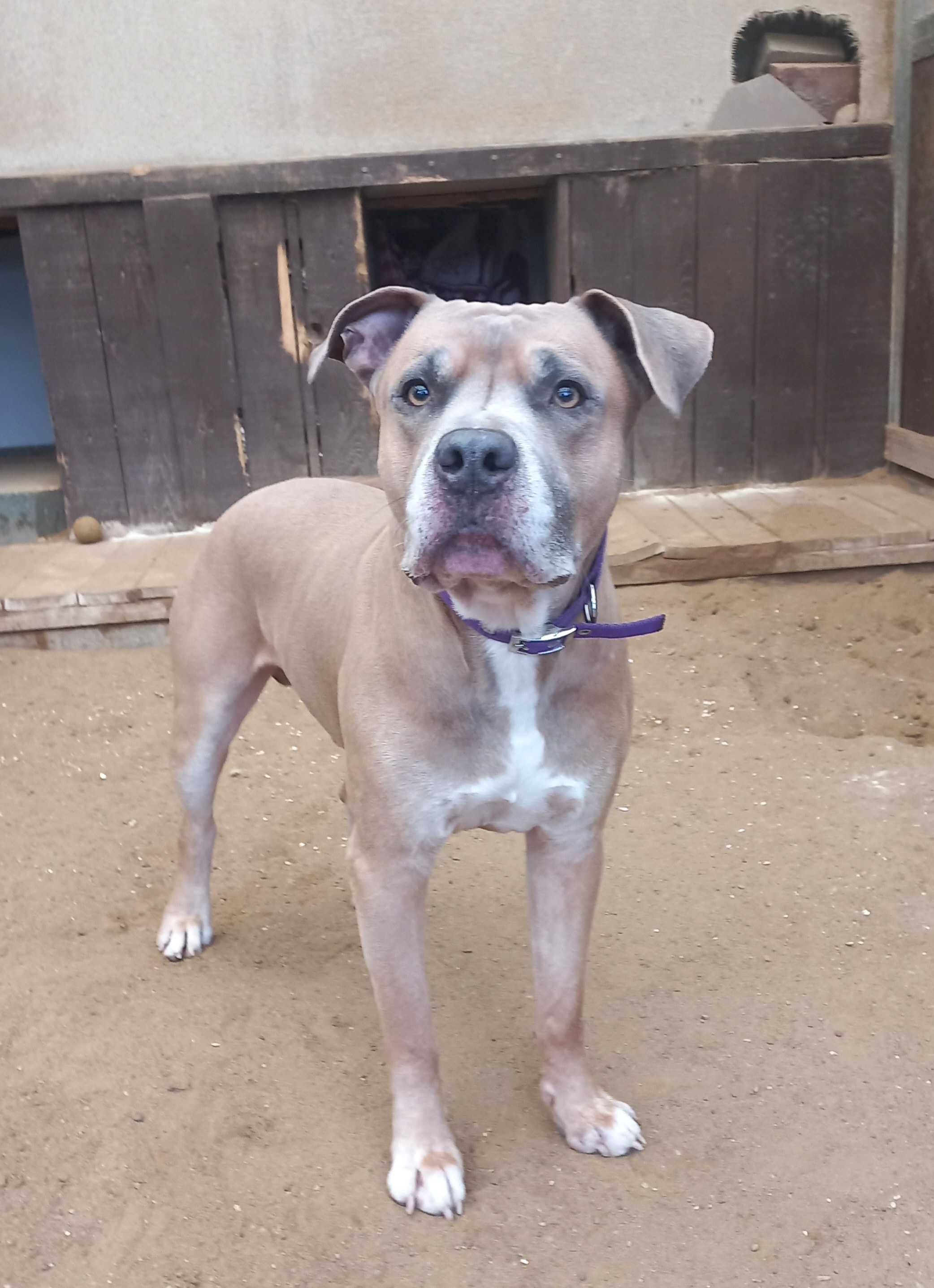 Dingo - amstaff szuka nowego domku