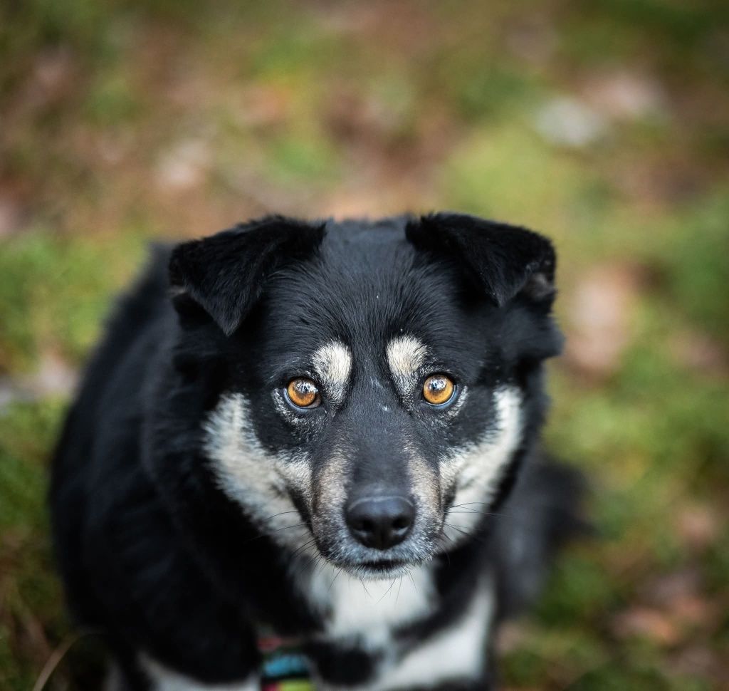 Drobniutka Nana do adopcji!