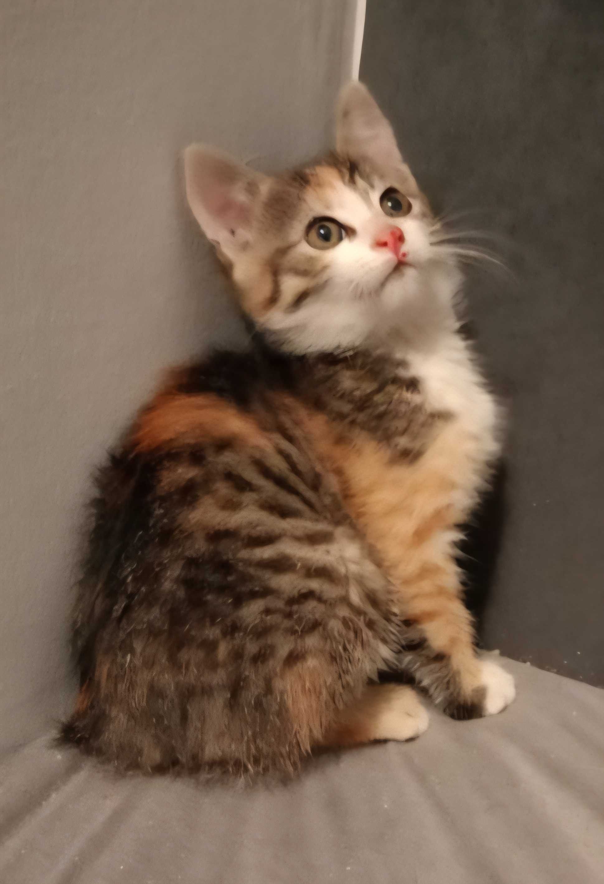 Malutka, cudnej urody ok 2 miesięczna koteczka do adopcji!