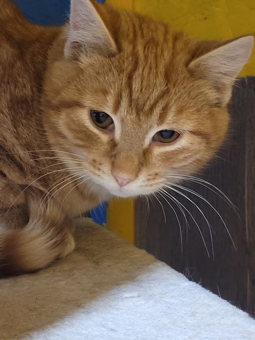 Schroniskowe kociaki polecają się do adopcji