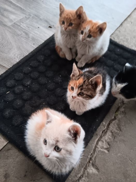 Do wydania małe koty