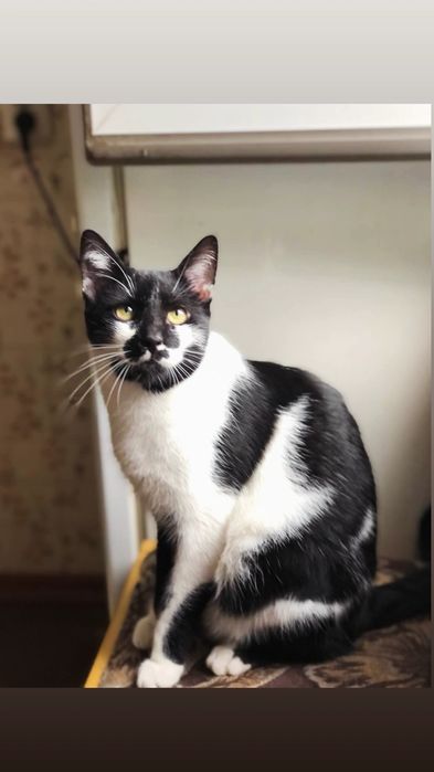Отдам черно-белого кота, 1 год, кастрирован, привит