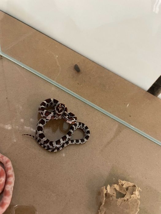 Wąż zbożowy sklep zoologiczny Gruby Kocur