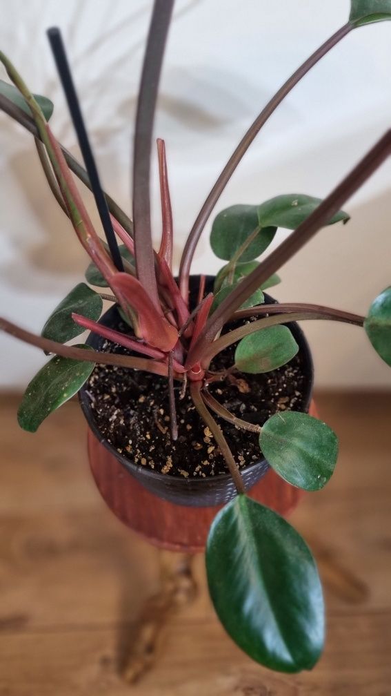 Philodendron red emerald