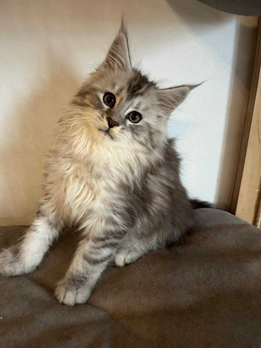 Kocurek Maine Coon czarny ze srebrem pręgowany ns 23 Kocur