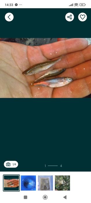 Ryba Slonecznica pakiet 300 szt wysyłka !