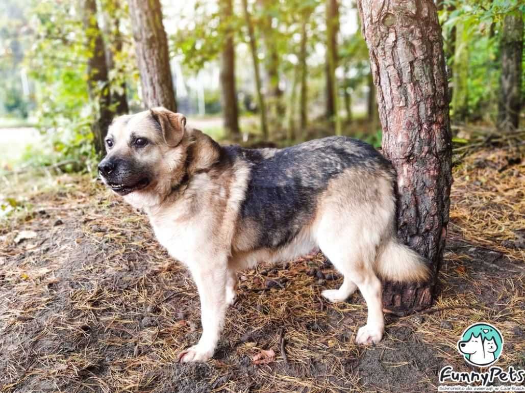 Aktywny, żywiołowy fan spacerów poleca się do adopcji!!!