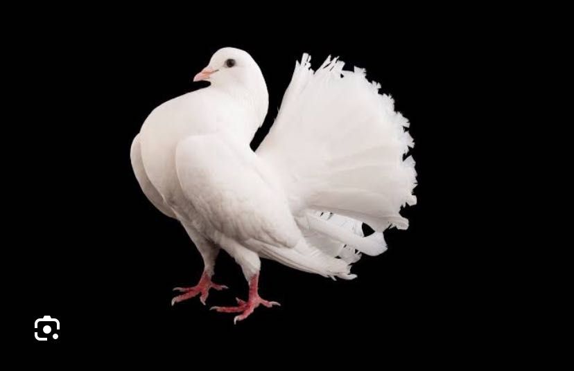 Sprzedam lub zamienię Gołębie Pawie oraz gesi i indyki