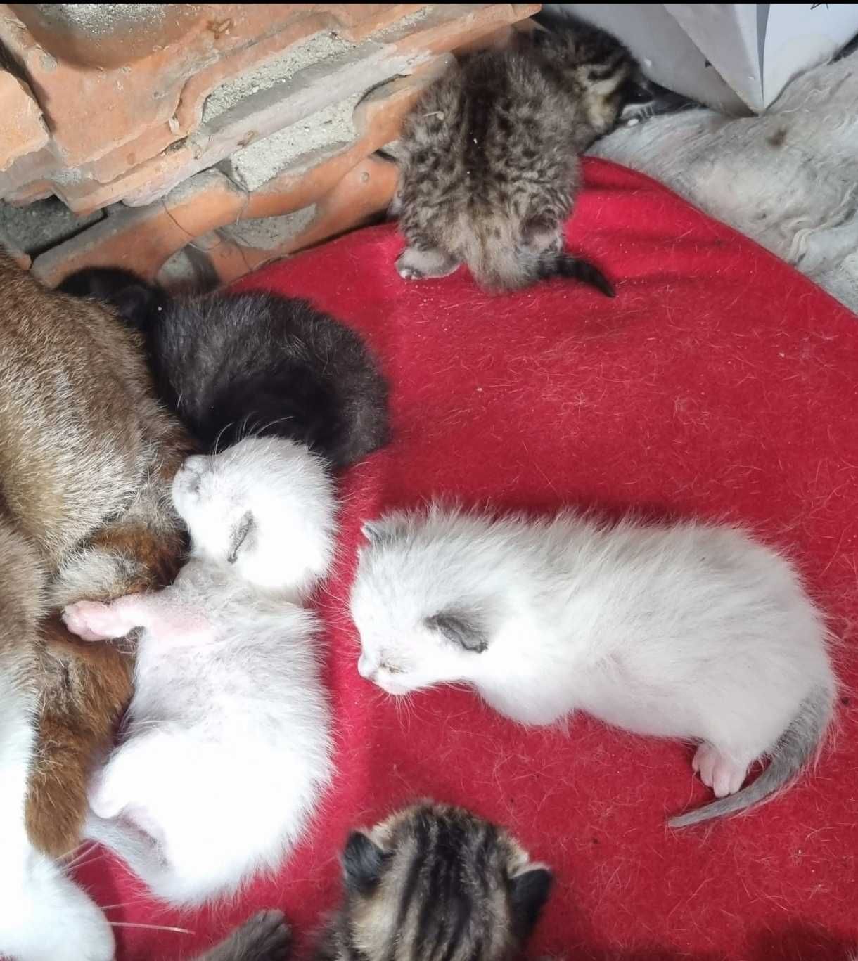 Gatinhos com 2 meses para adoção responsável em Gondomar