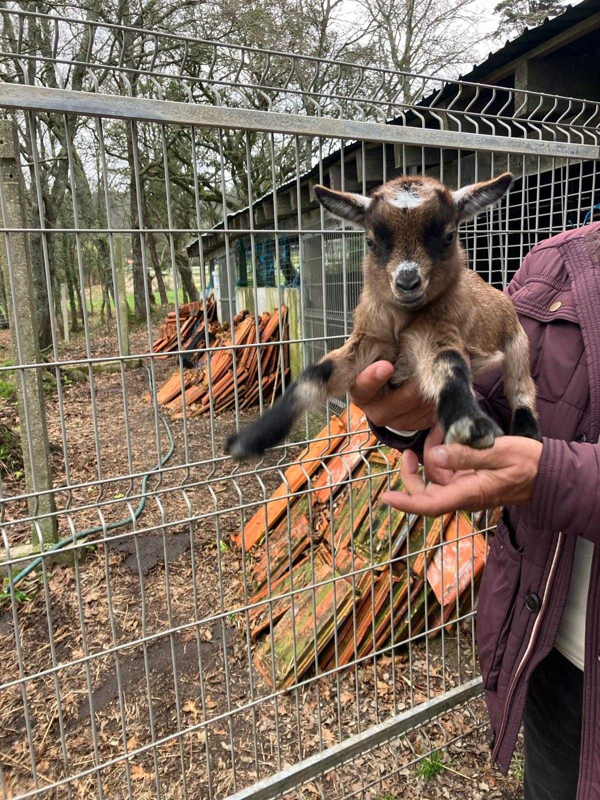 Cabras Anãs muito bonitas