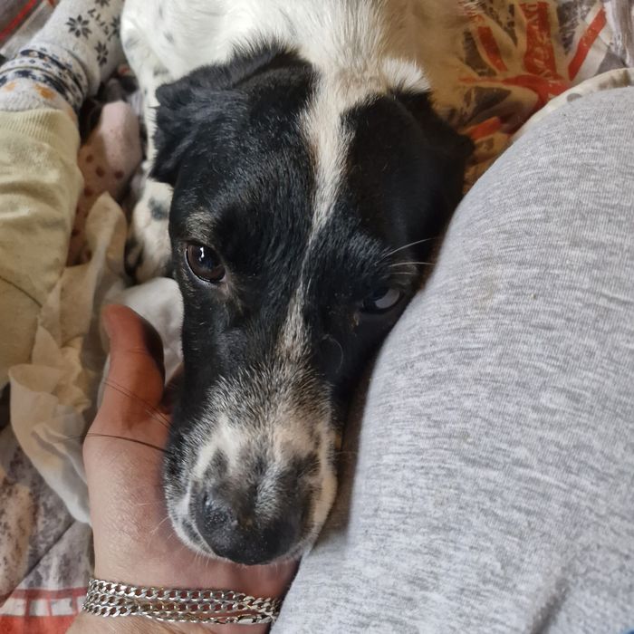 Młody kundelek ,do łydki