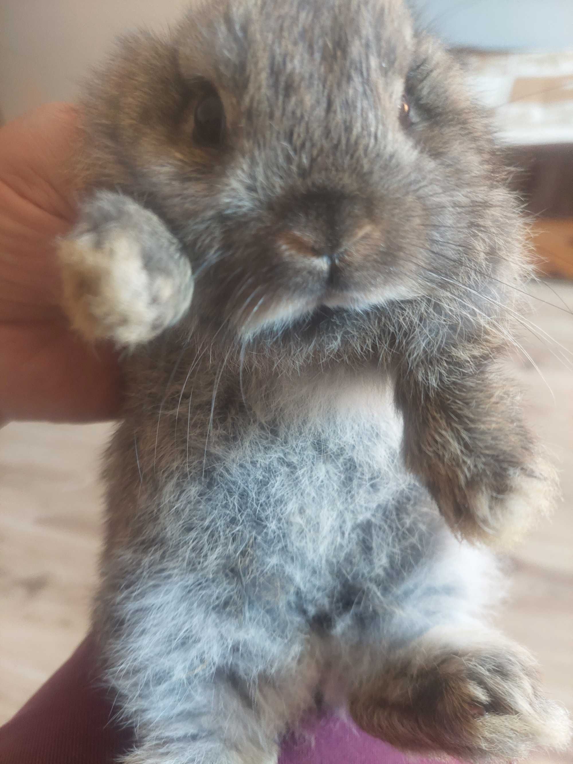 Mini loopek karzełek królik miniaturka