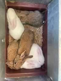 bunnies / coelhos