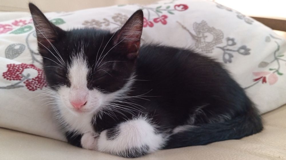 Gatinhos para adoção