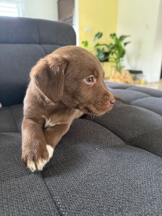 Szczeniaki labradora oddam za darmo