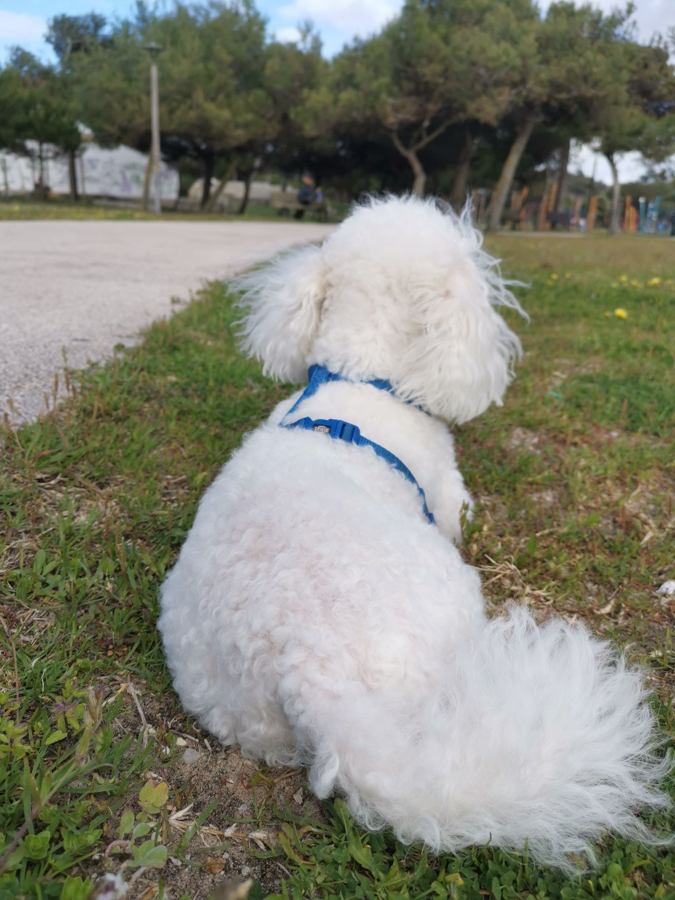 Pet sitting Costa da Caparica