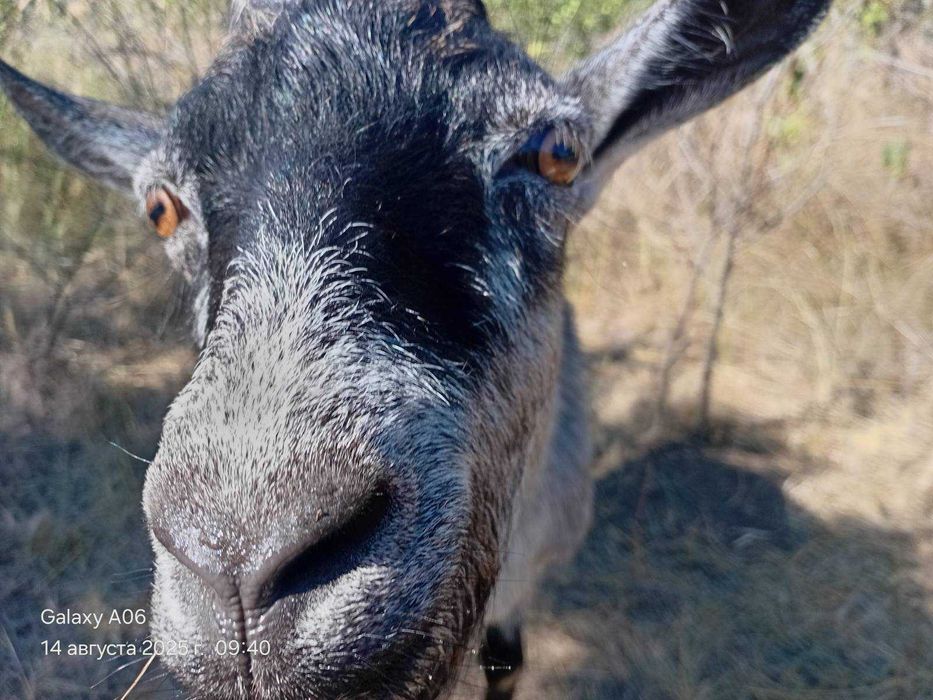 Продам альпийского козла