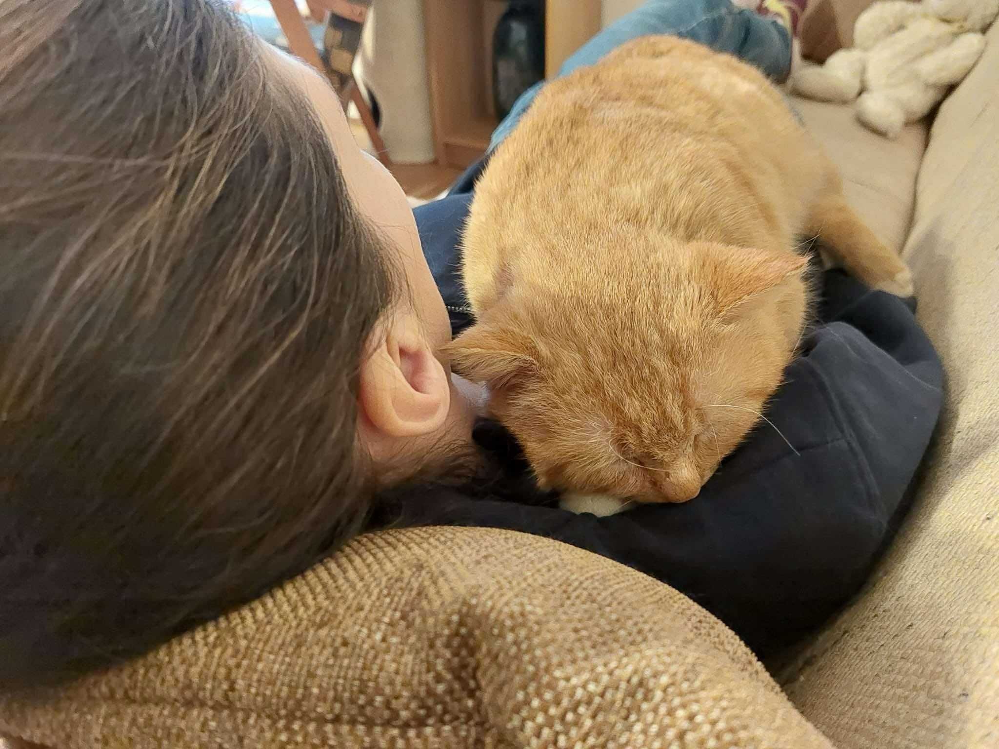 Rudy Lumos do adopcji