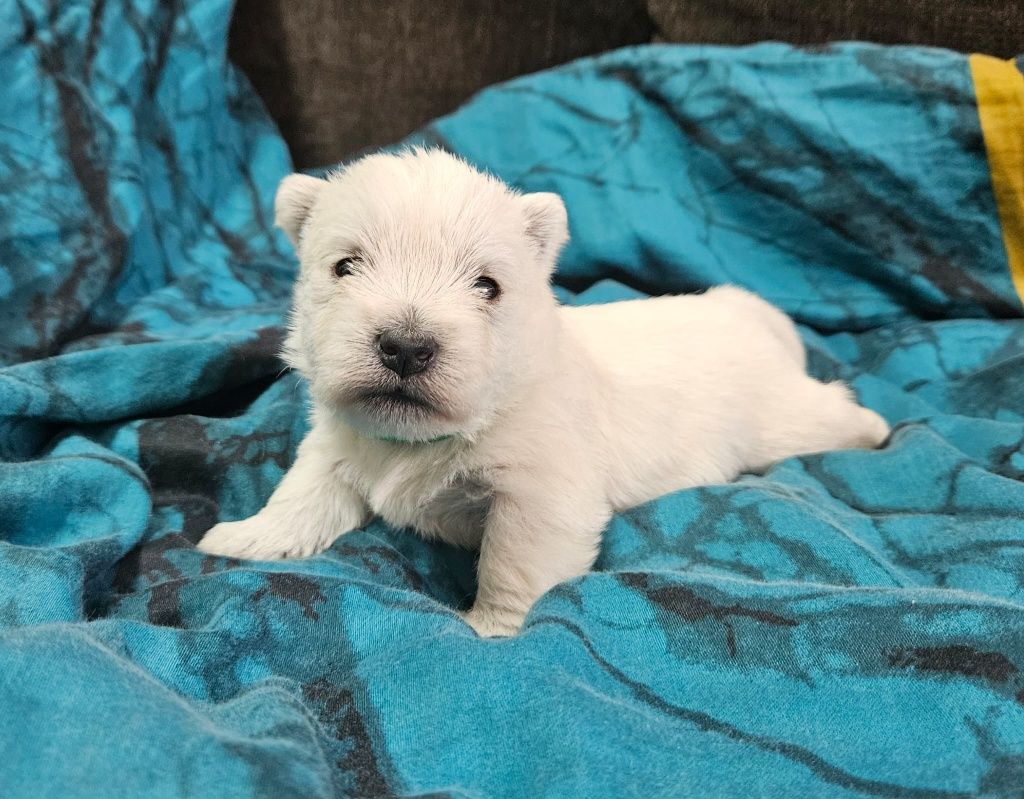 West Highland white terrier- suczka