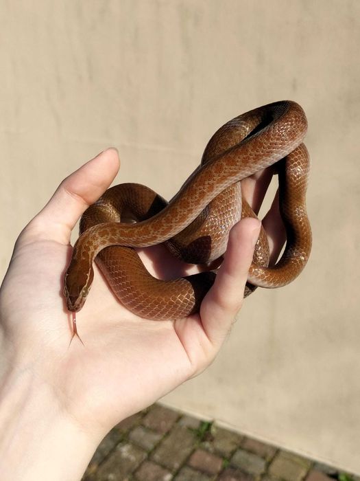 Wąż mahoniowy samiec dorosły