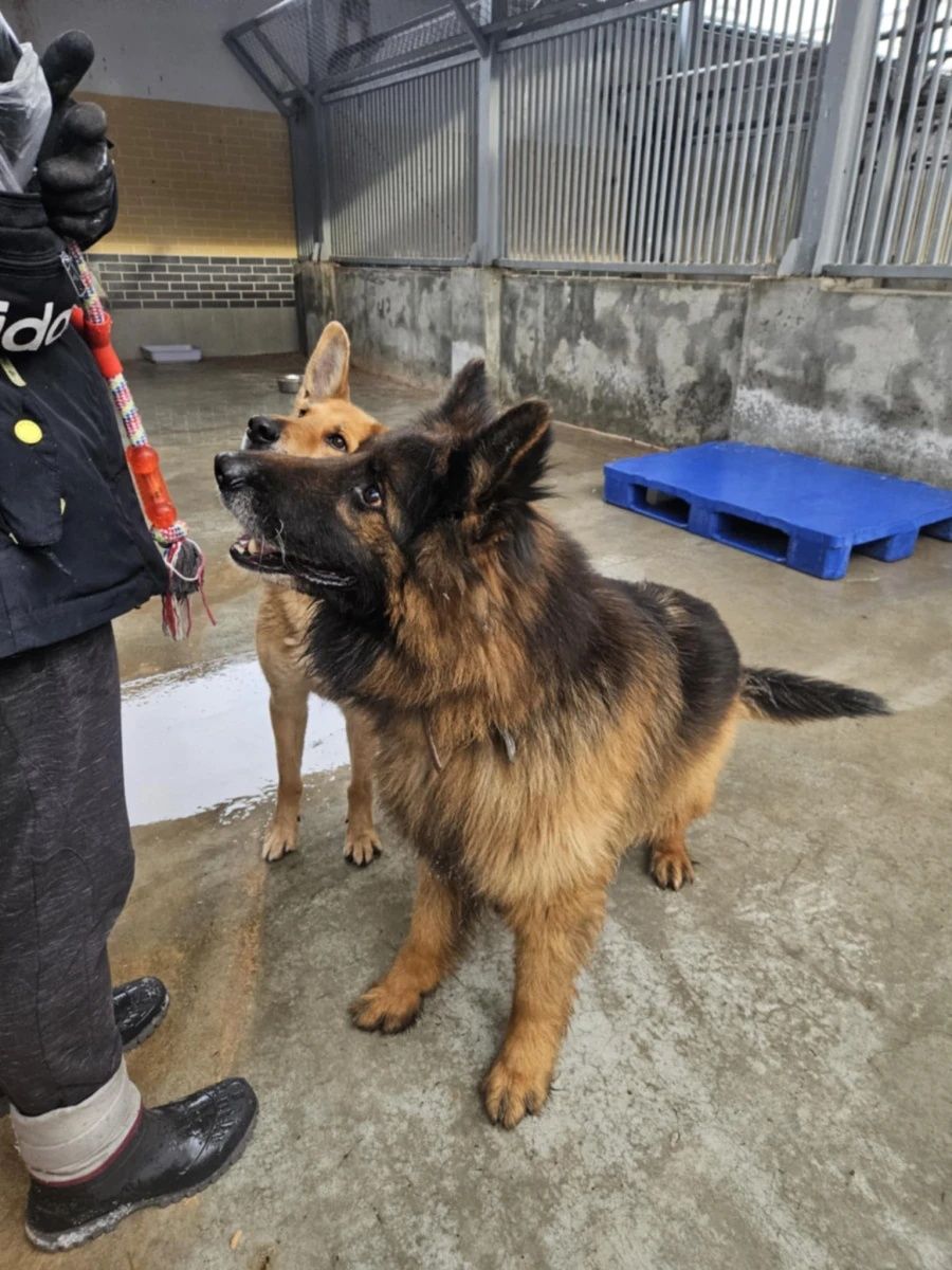 Borys kochany Owczarek Niemiecki do adopcji!