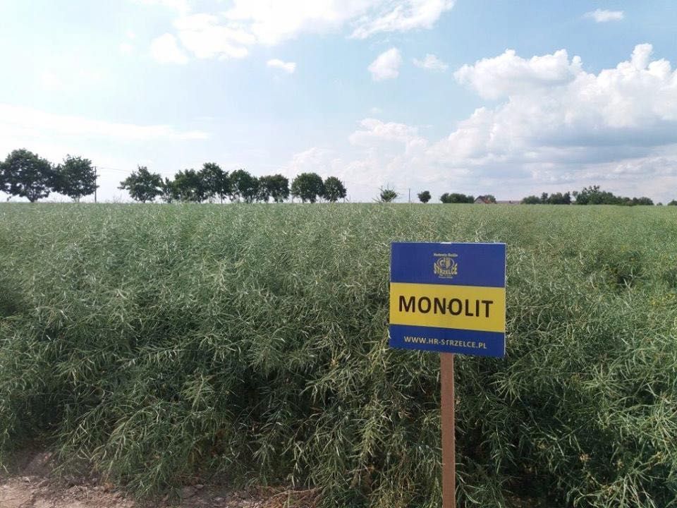 Rzepak ozimy Monolit C/1 - Rzepak na słabe gleby (1,9 mln nasion)