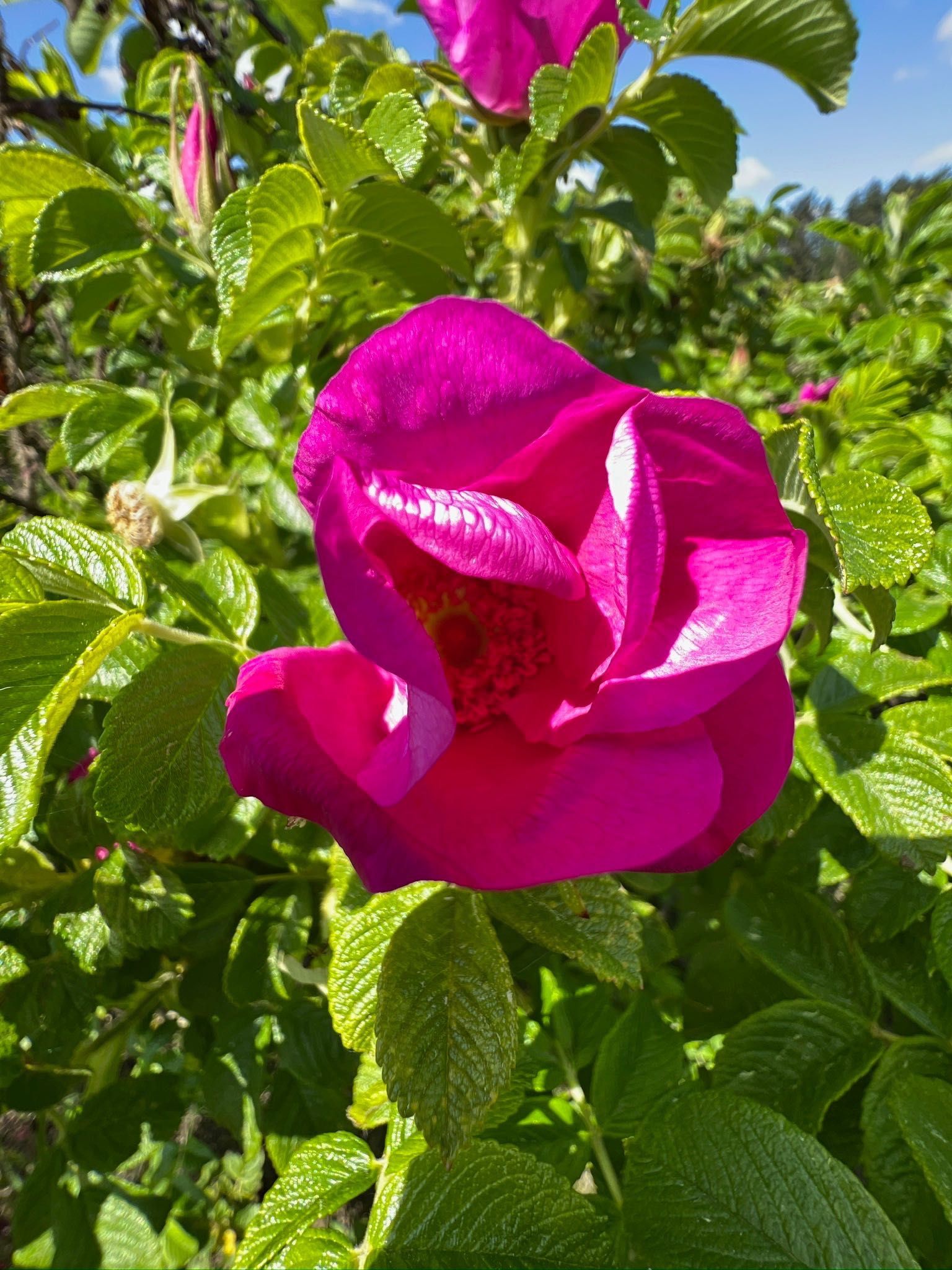 Sadzonki róży pomarszczonej(Rosa Rugosa)