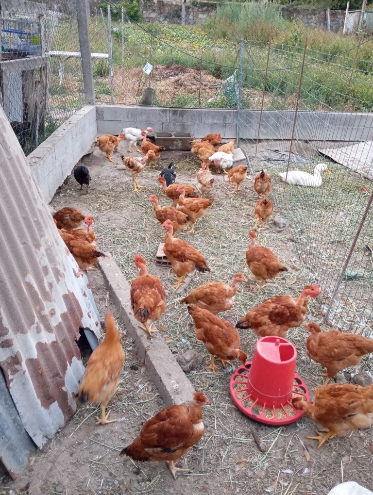 Vendo frangos caseiros