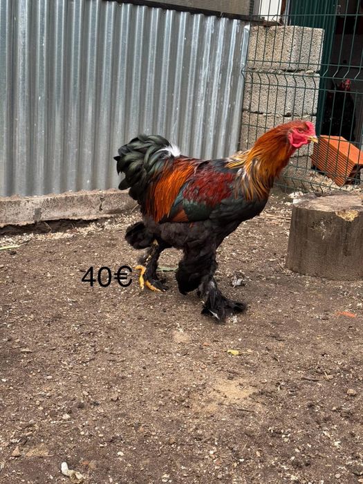 Brahma pedriz, light, mil flores