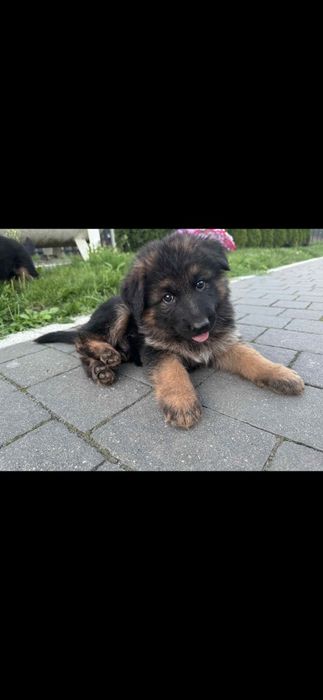 Owczarek Niemiecki długowłosy