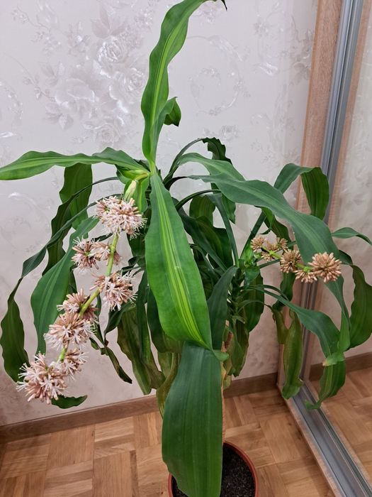 Цветущая драцена. Шеффлеры. Хойи.