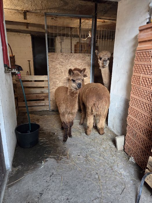 Alpaki Samice I Samczyk