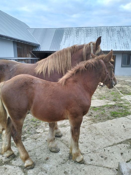 Sprzedam 2 koń konie zimnokrwiste