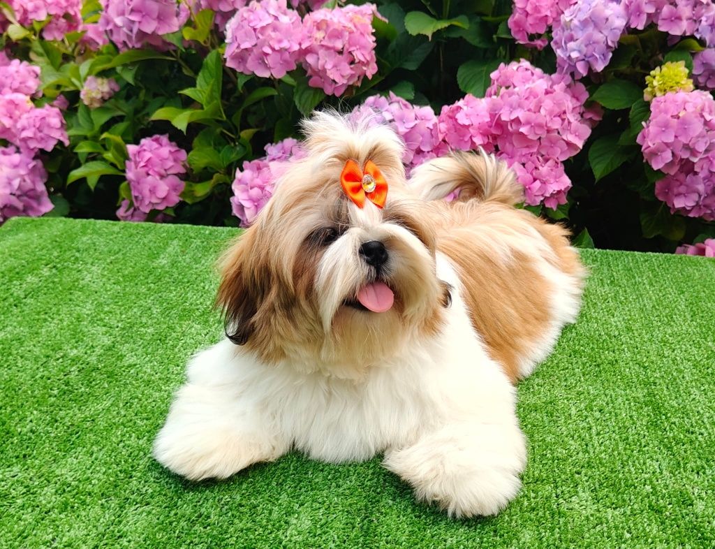 Śliczna suczka shih tzu ZKwP (FCI)