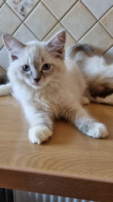 koteczka Ragdoll blue mitted lynx