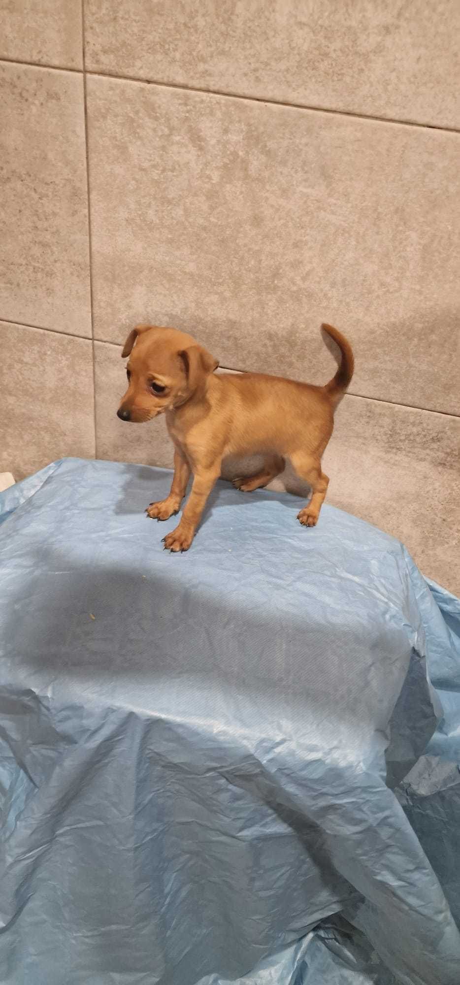 Pinscher Super miniatura