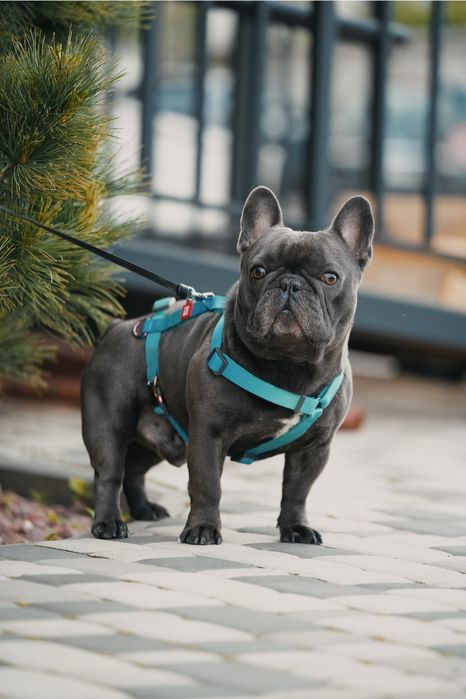 Вязка Французский бульдог