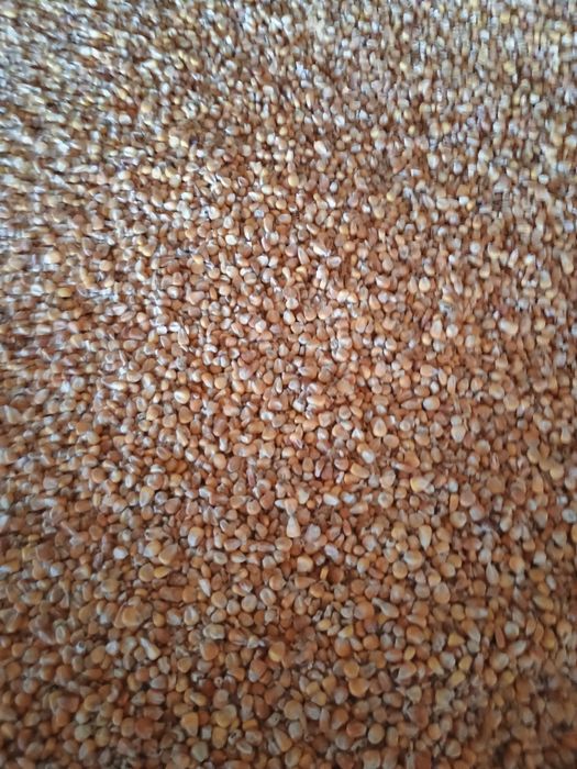 Kukurydza suchą tegoroczna kury świnie pasza zboże