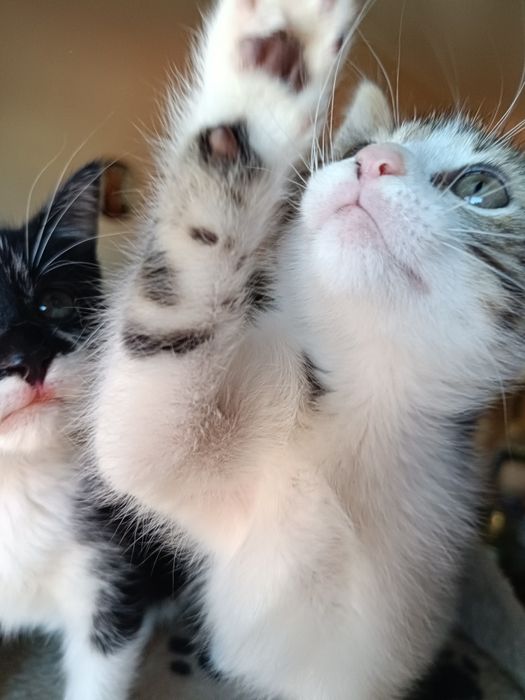 Adoção em Viseu (cidade)