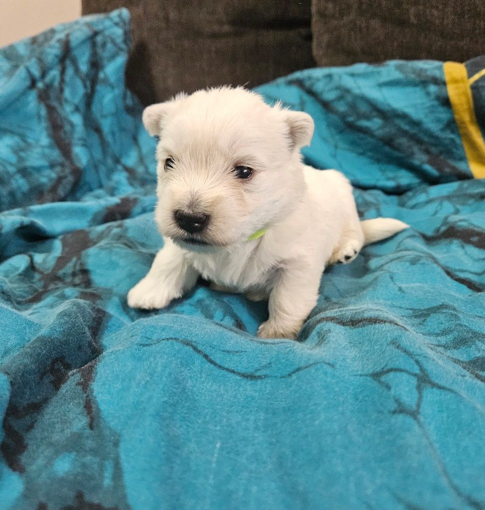 West Highland white terrier- suczka