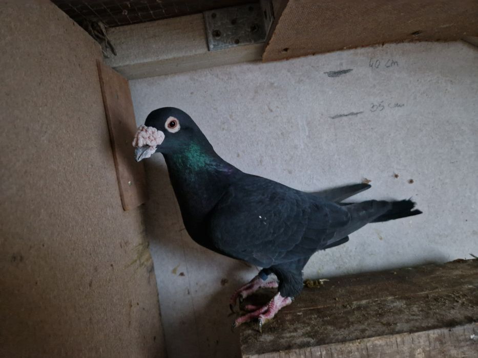 Gołąb staropolski samiec 24