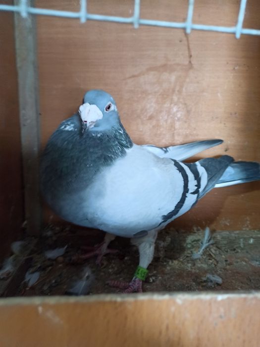 Gołębie staropolskie samica