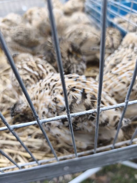 Przepiórki mandżurskie