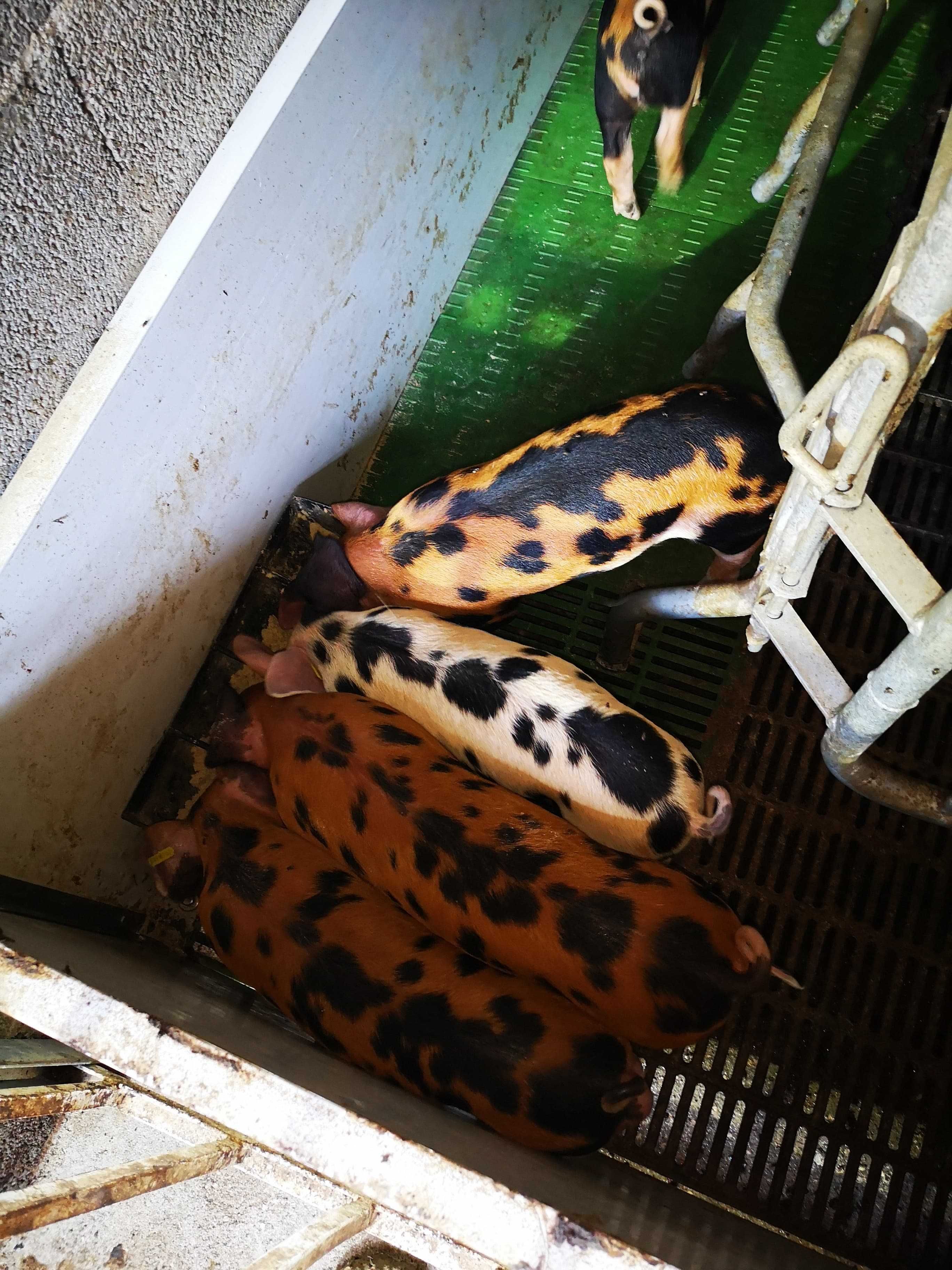 Leitão Malhado de Alcobaça cruzado com Duroc