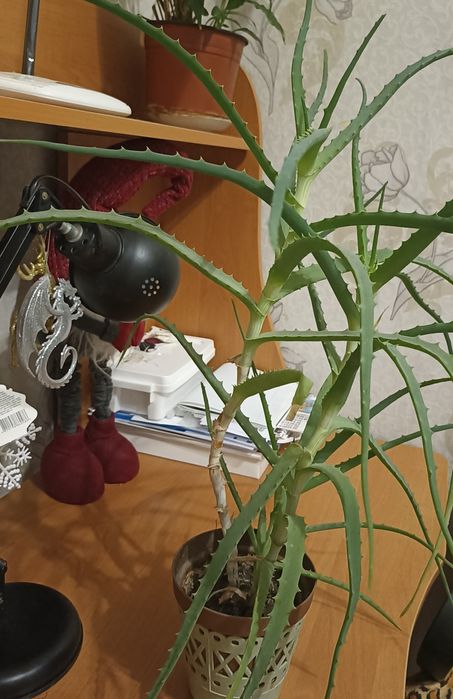 Алоє деревовидне