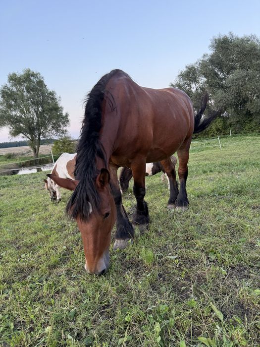 Klacz Polski Koń Zimnokrwisty